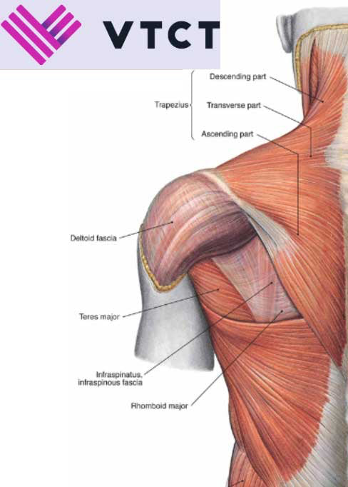VTCT Skills (ITEC) Level 3 Diploma in Anatomy and Physiology
