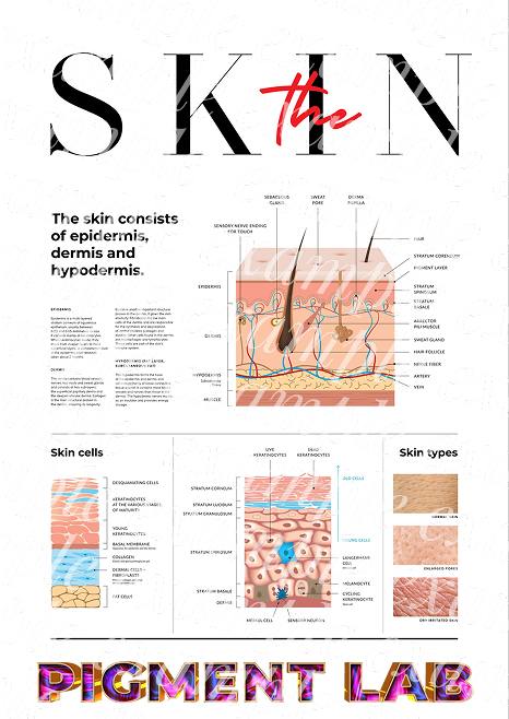 The skin
